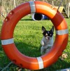 Golia